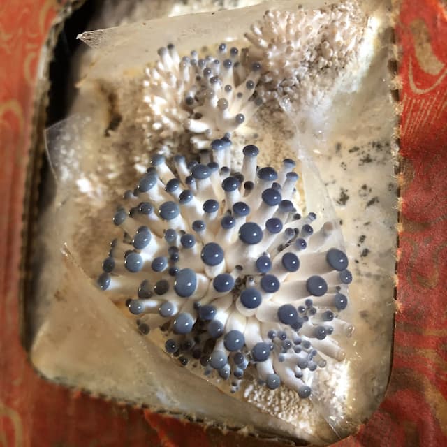 Blue oyster mushroom pin heads a few hours old