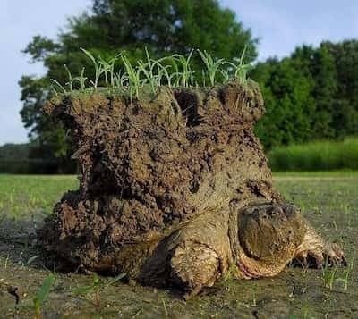 A tortoise with a chunk of soil and grass on its back